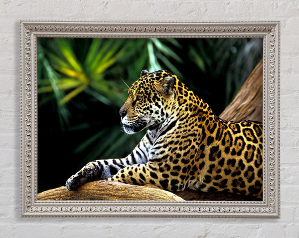 Jaguar In The Amazon Rainforest Framed Print