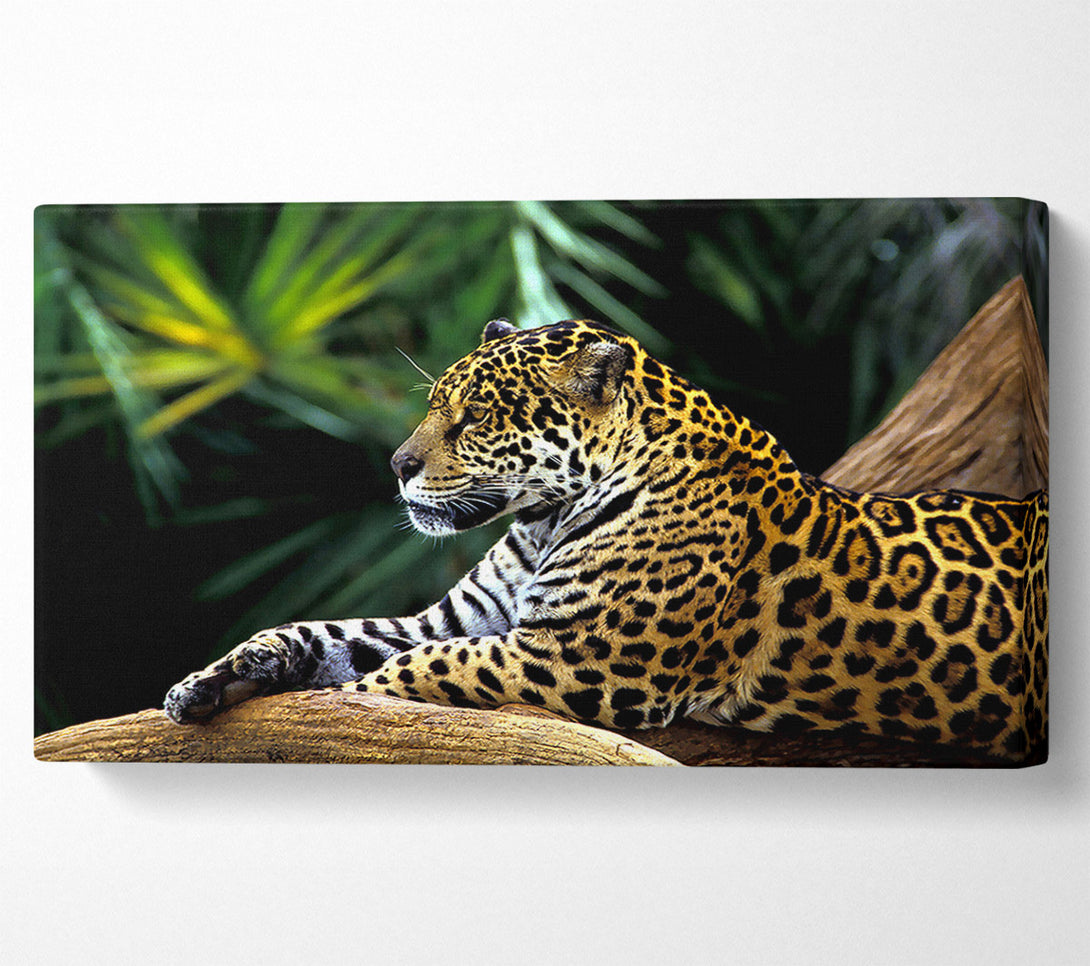  A Canvas Print of Jaguar In The Amazon Rainforest Canvas Print
