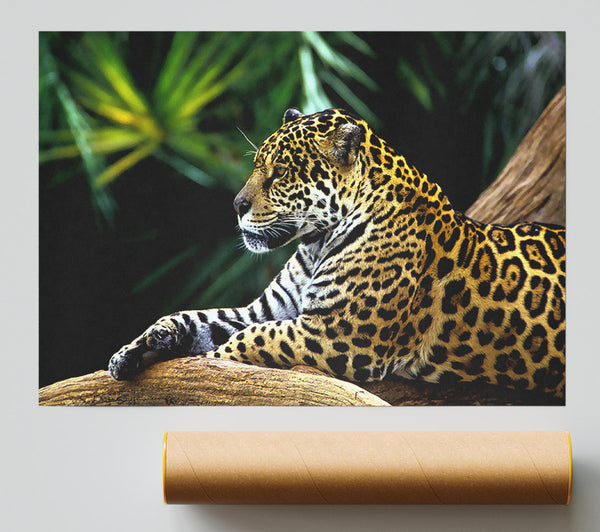Jaguar In The Amazon Rainforest Poster