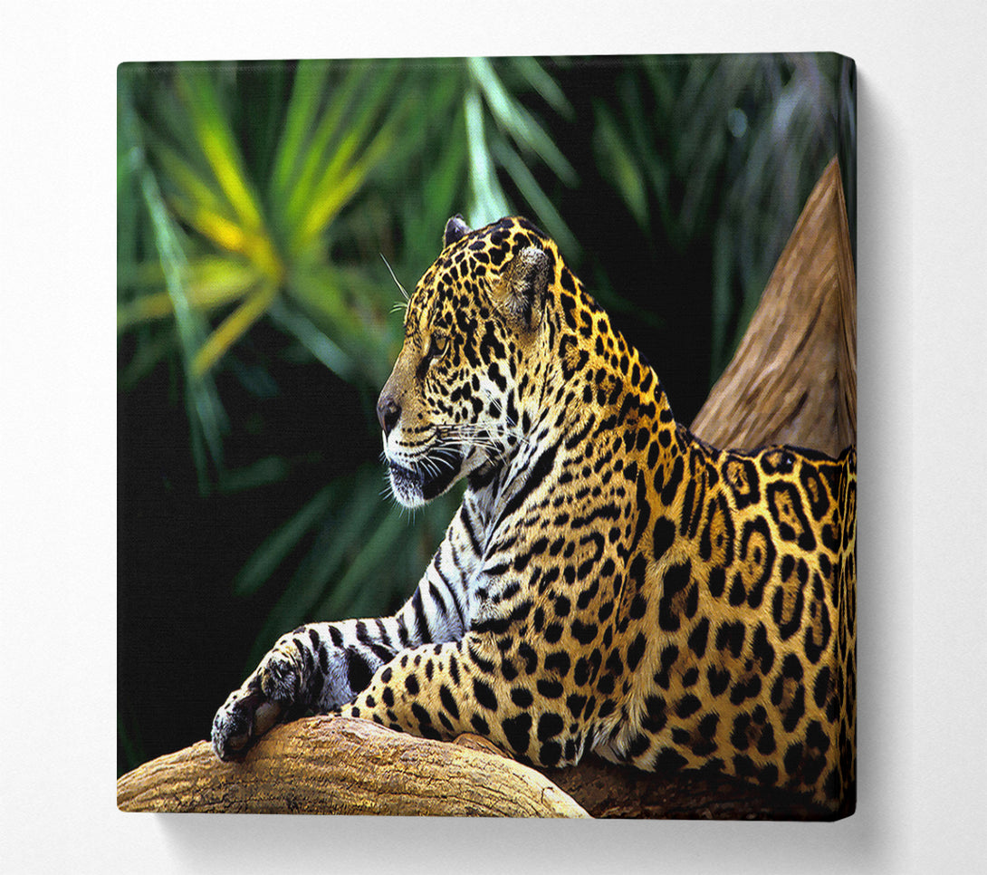 A Canvas Print of Jaguar In The Amazon Rainforest Canvas Print