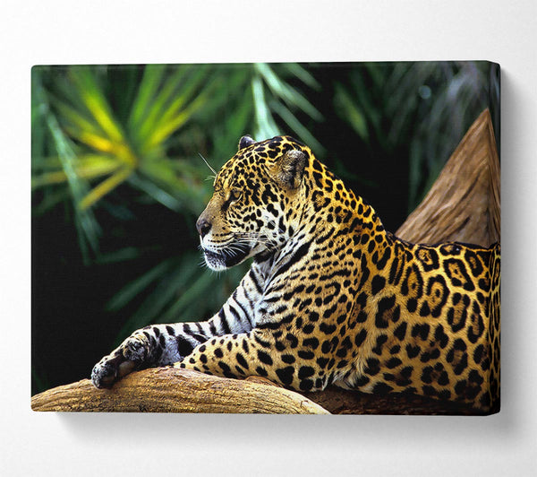  A Canvas Print of Jaguar In The Amazon Rainforest Canvas Print