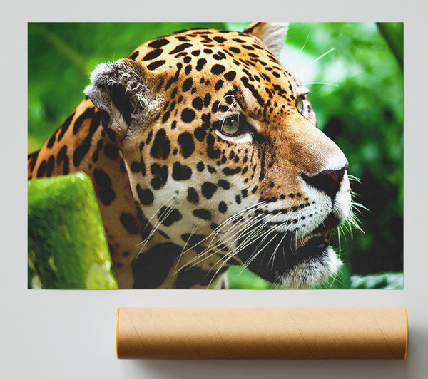 Jaguar The Big Cat Print