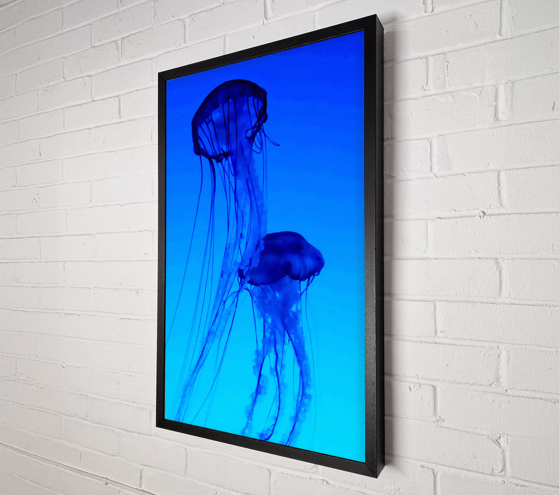  A Canvas Print of Jellyfish Duo Canvas Print