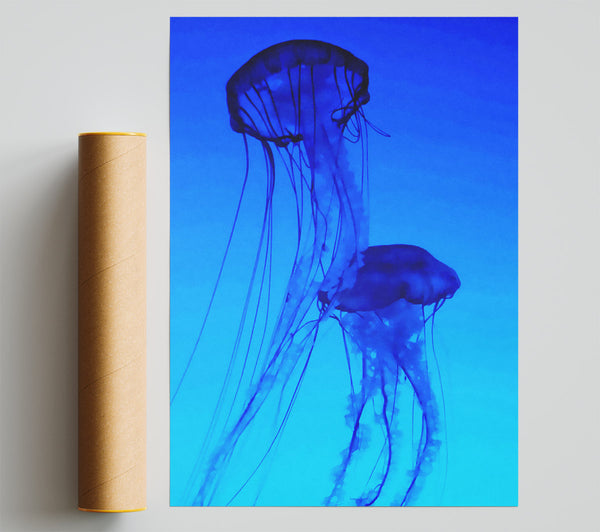 Jellyfish Duo Poster