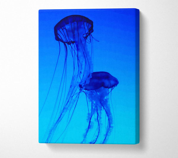  A Canvas Print of Jellyfish Duo Canvas Print