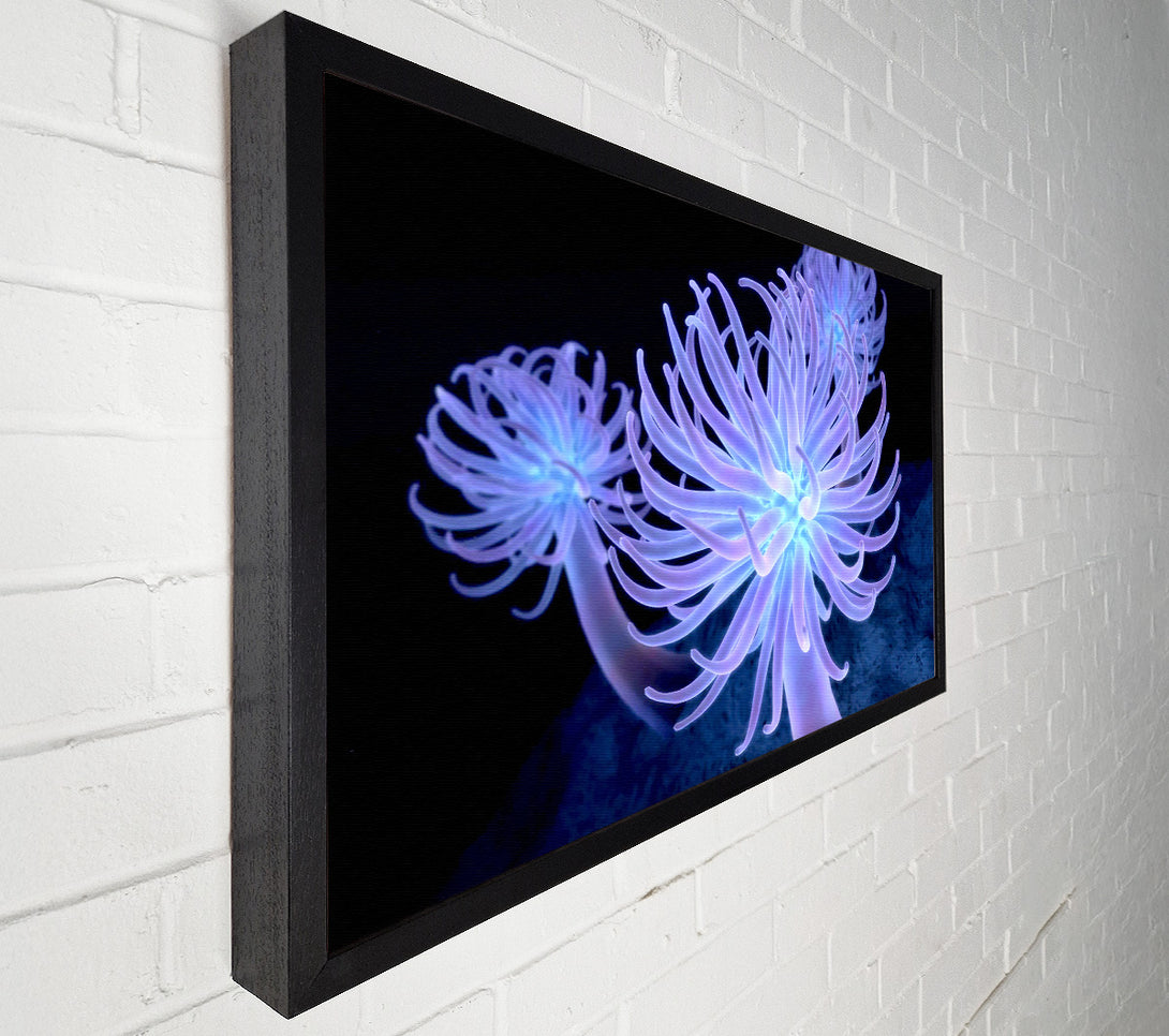  A Canvas Print of Jellyfish Looks Canvas Art