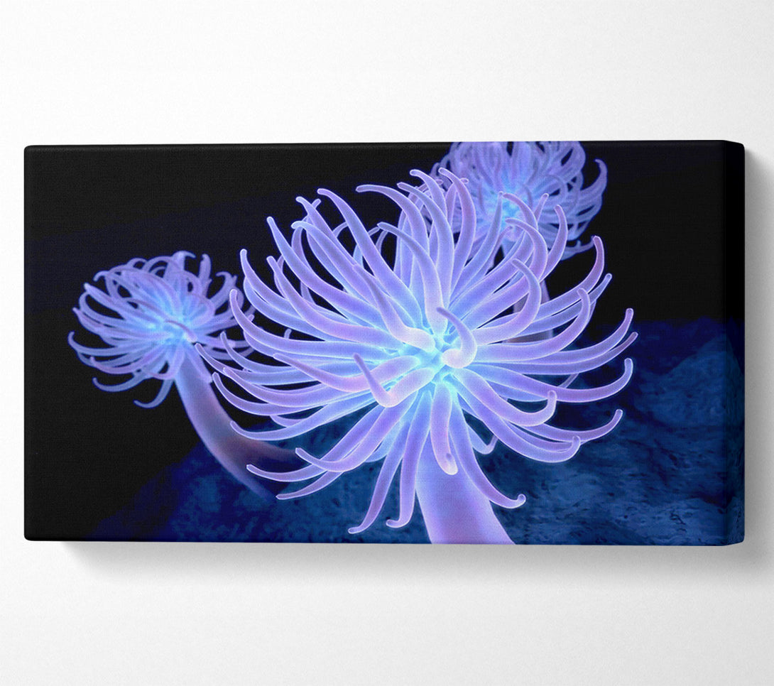  A Canvas Print of Jellyfish Looks Canvas Art