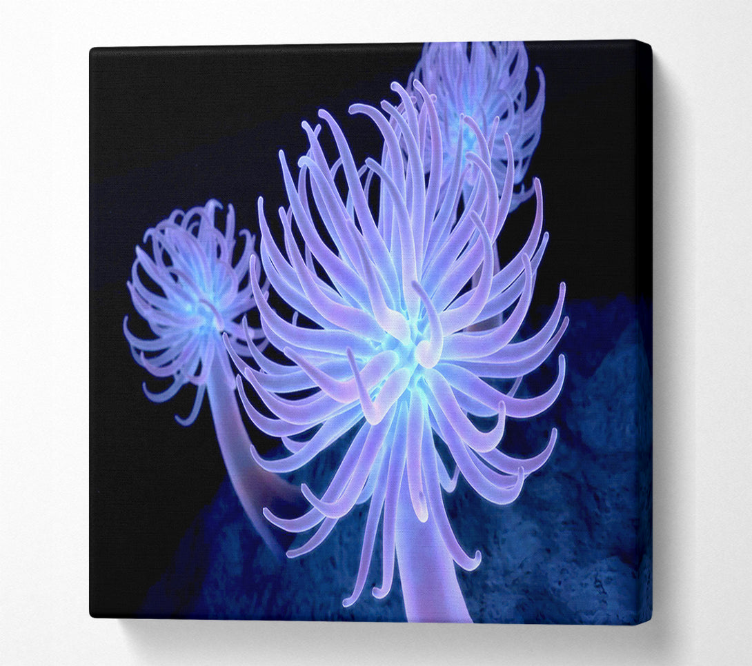  A Canvas Print of Jellyfish Looks Canvas Art