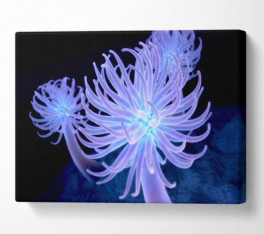  A Canvas Print of Jellyfish Looks Canvas Art