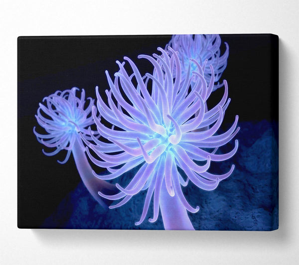  A Canvas Print of Jellyfish Looks Canvas Art