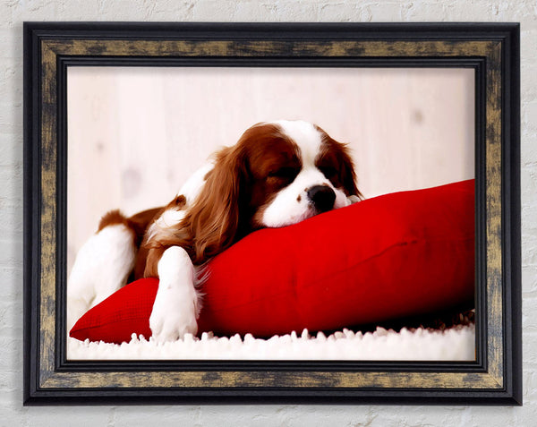 King Charles Thrown Framed Print