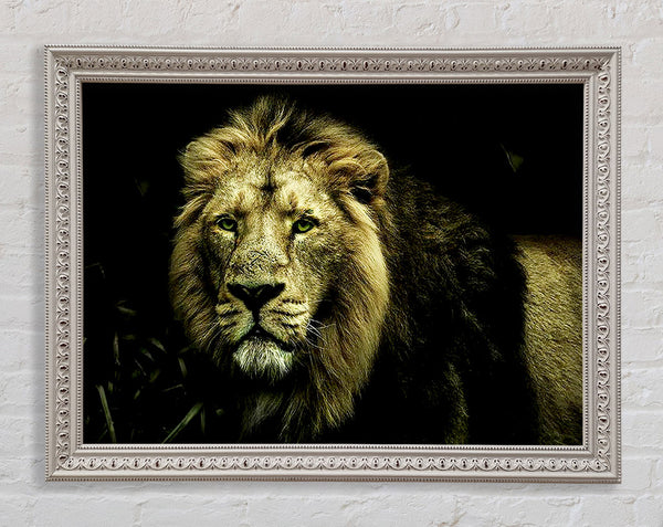King Of The Jungle Stare Framed Print