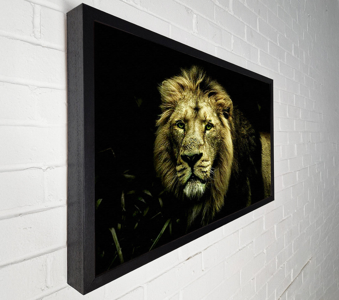  A Canvas Print of King Of The Jungle Stare Canvas Art