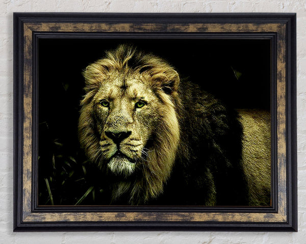 King Of The Jungle Stare Framed Print