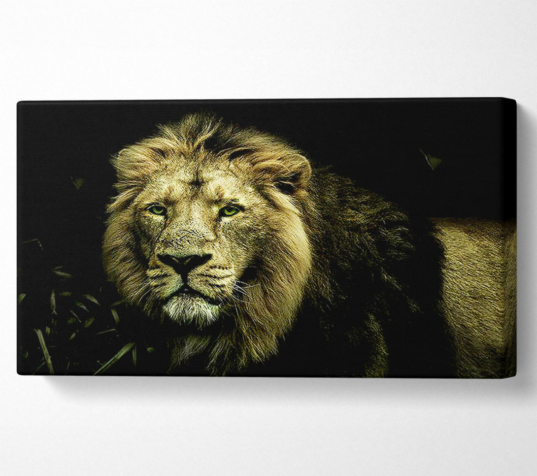  A Canvas Print of King Of The Jungle Stare Canvas Art