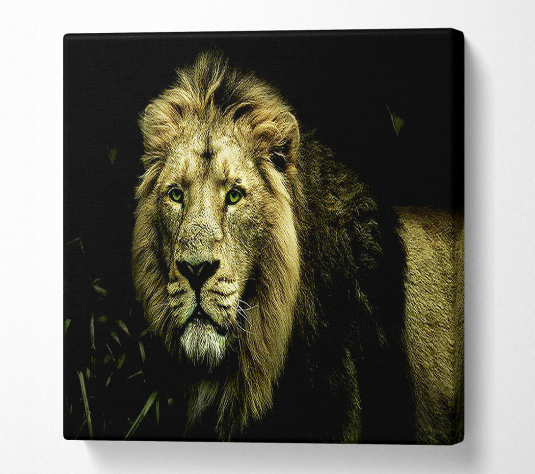  A Canvas Print of King Of The Jungle Stare Canvas Art