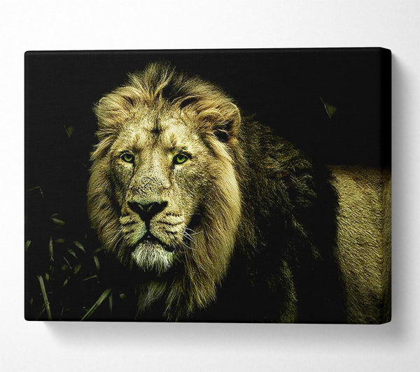  A Canvas Print of King Of The Jungle Stare Canvas Art