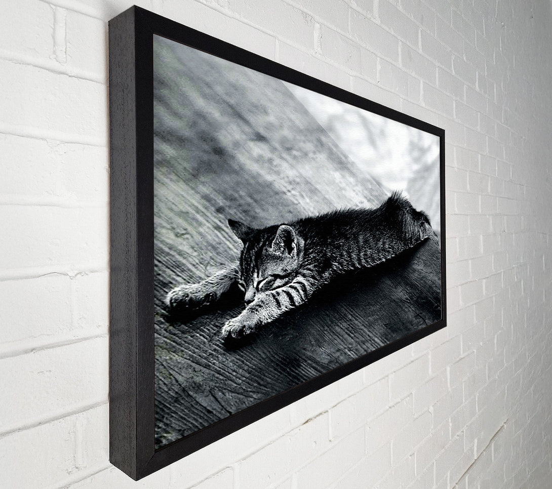  A Canvas Print of Kitten Dream Canvas Art