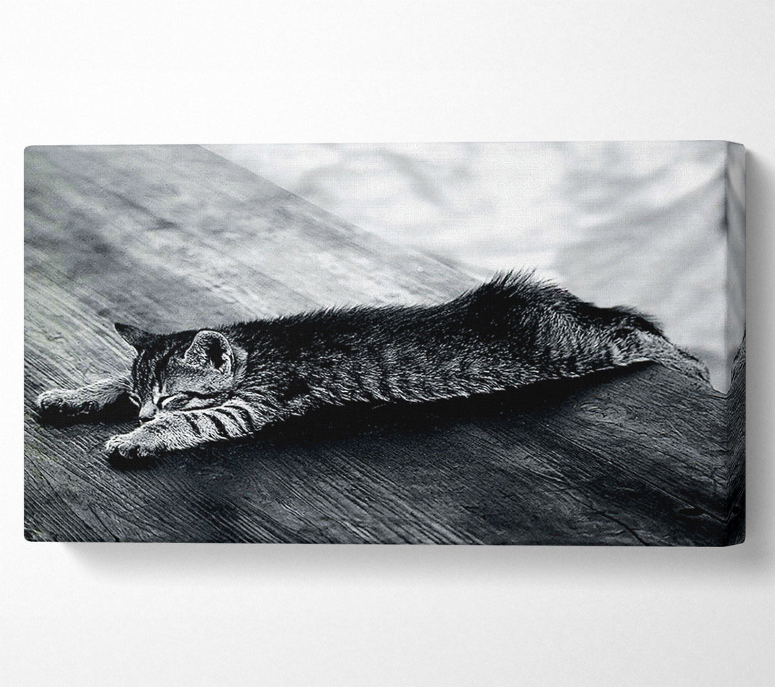  A Canvas Print of Kitten Dream Canvas Art