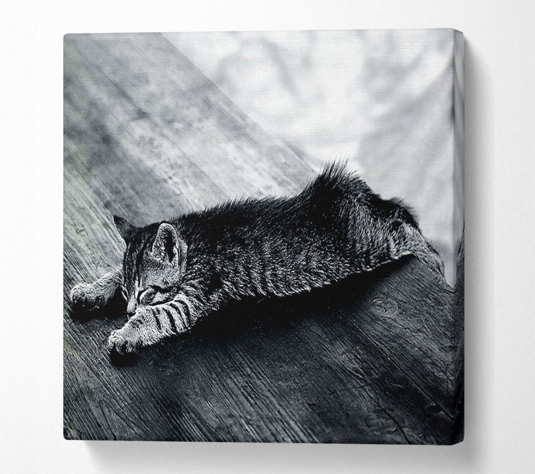  A Canvas Print of Kitten Dream Canvas Art