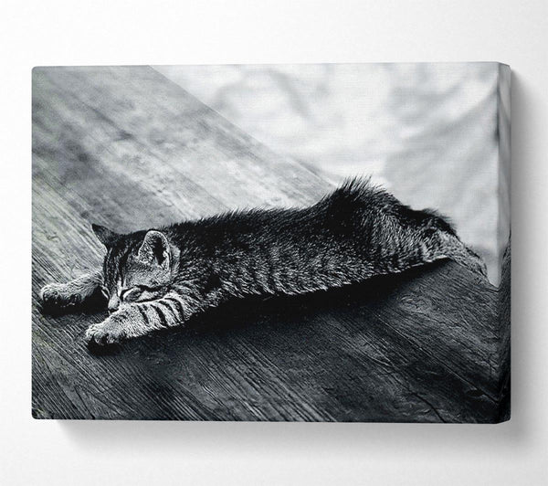  A Canvas Print of Kitten Dream Canvas Art