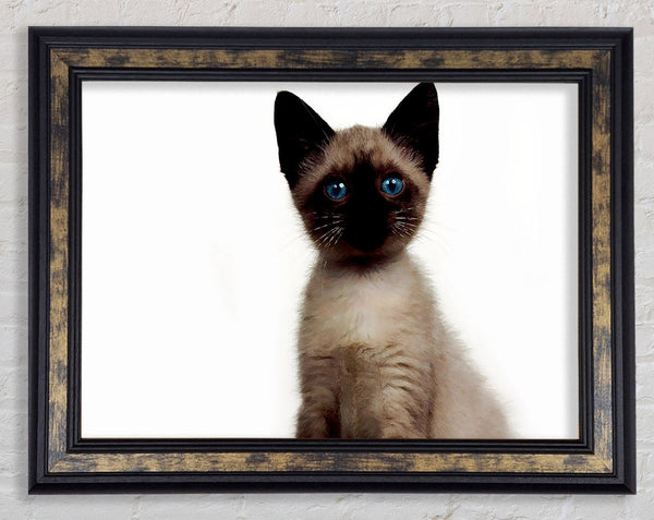 Kitten Mischief Framed Print
