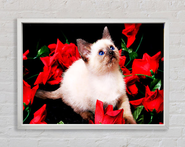 Kitten Roses Framed Print