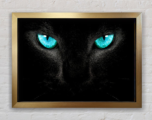 Blaue Augen Katze