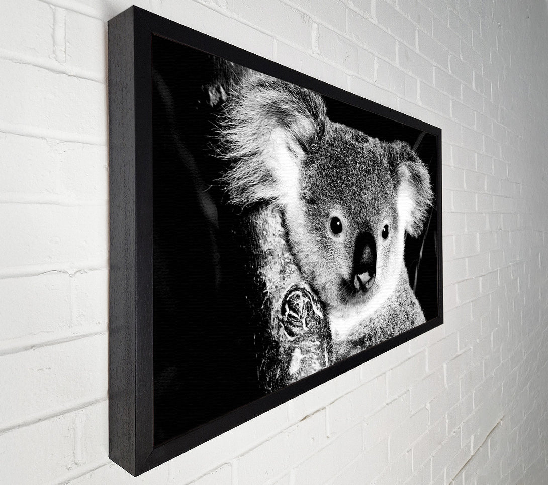  A Canvas Print of Koala Bear Canvas Print