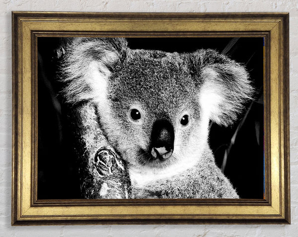 Koala Bear Framed Print