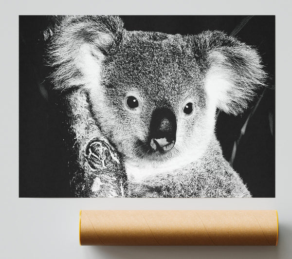 Koala Bear Giclee Print