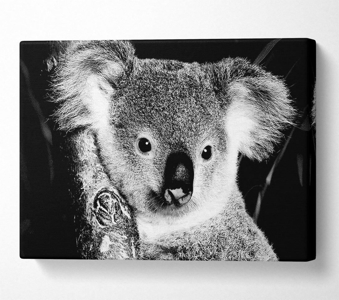  A Canvas Print of Koala Bear Canvas Print