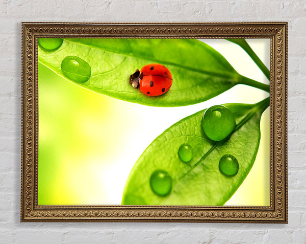 Ladybird Framed Print