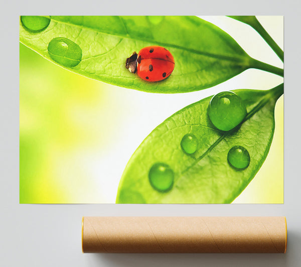 Ladybird Poster