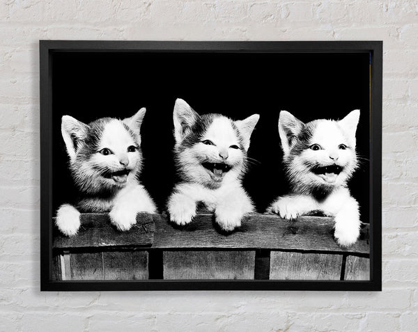 Laughing Kittens Framed Print