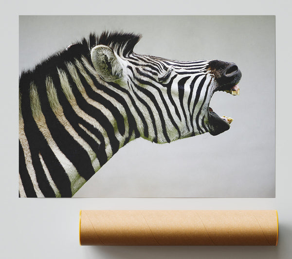 Laughing Zebra Poster