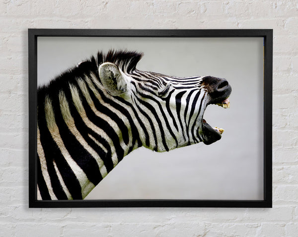 Laughing Zebra Framed Print