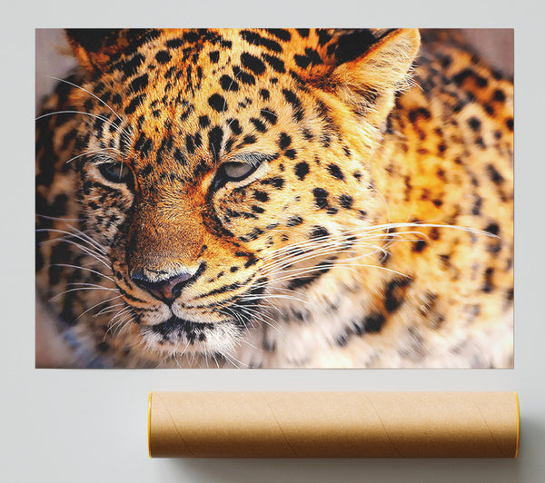 Leopard Close Up Print
