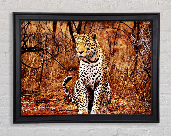 Leopard Hunt Framed Print