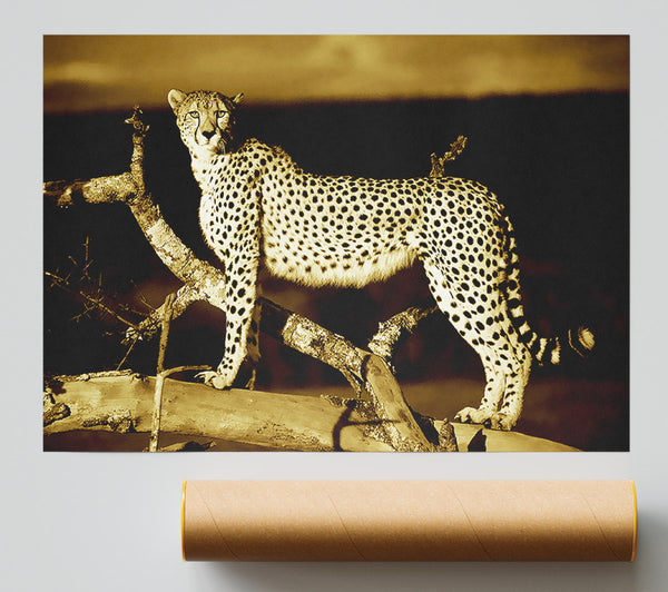 Leopard Perch Sepia Poster