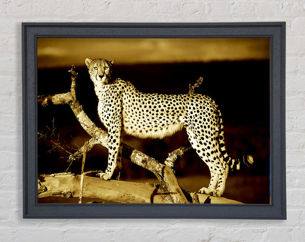 Leopard Perch Sepia Framed Print