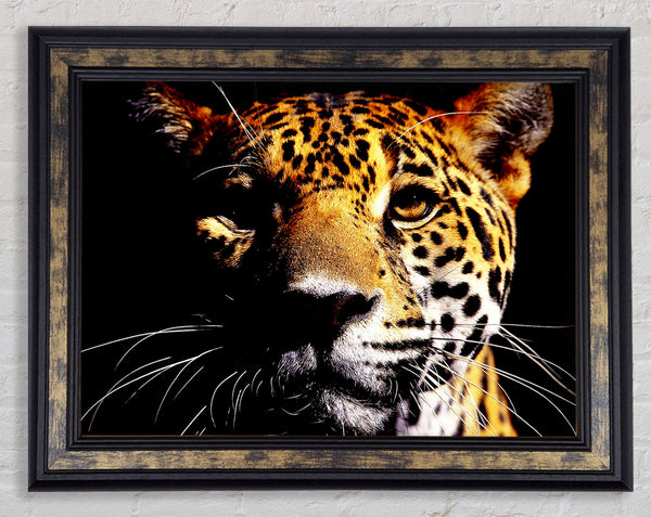 Leopard Pray Framed Print