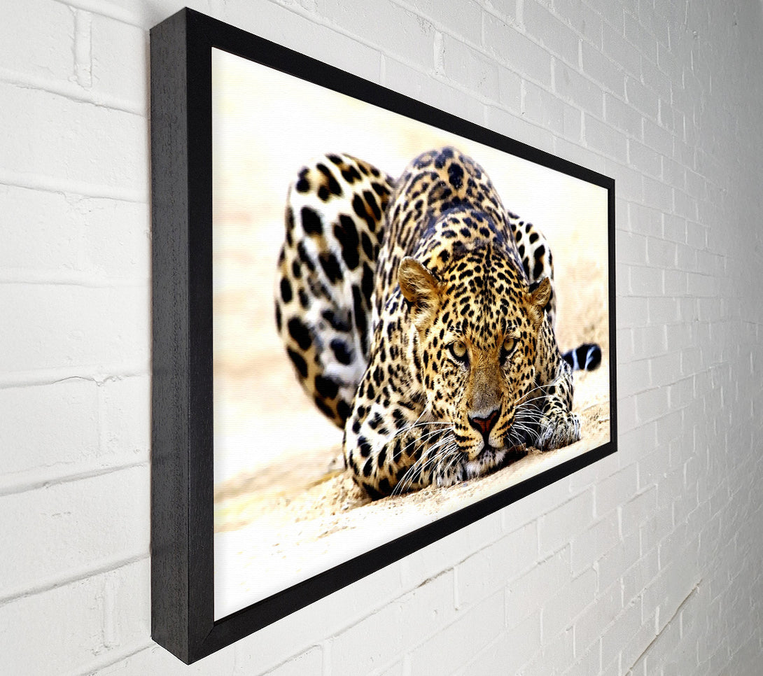  A Canvas Print of Leopard Staring Canvas Art