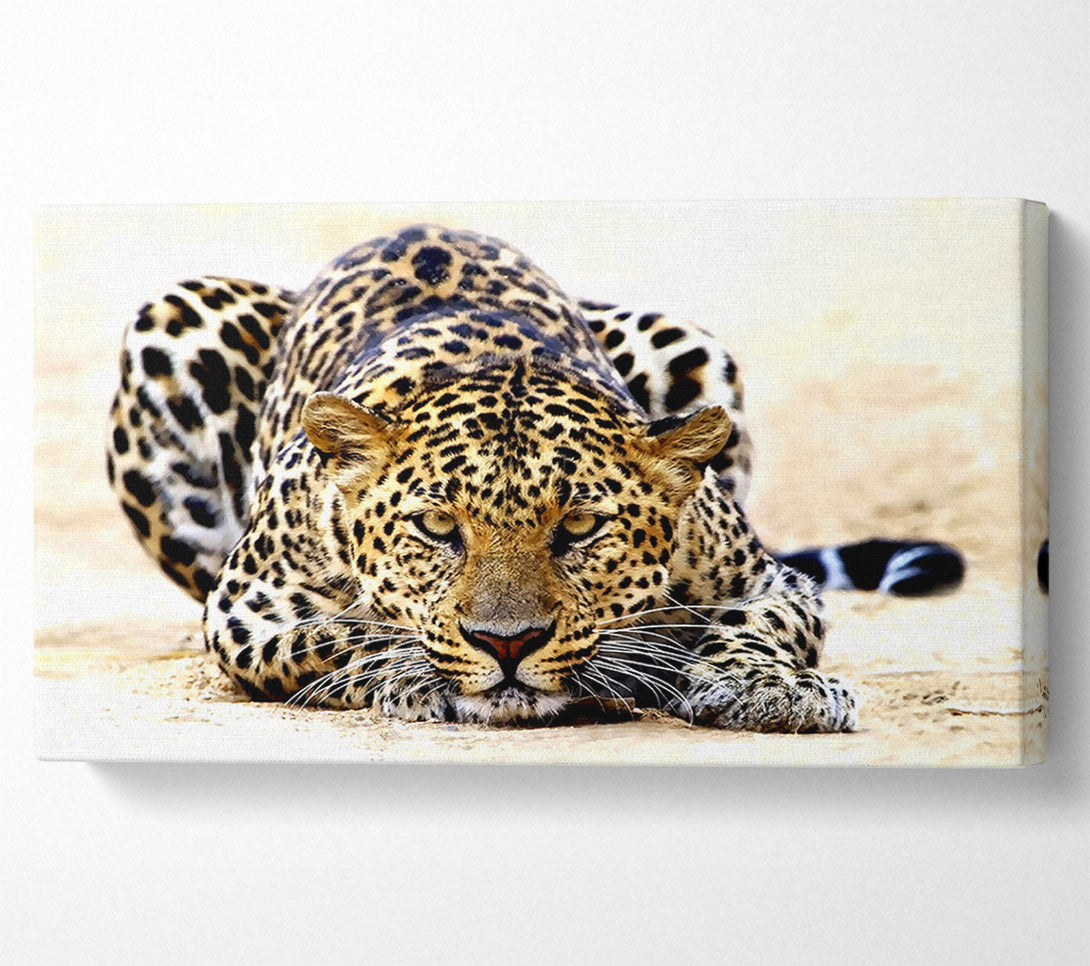  A Canvas Print of Leopard Staring Canvas Art