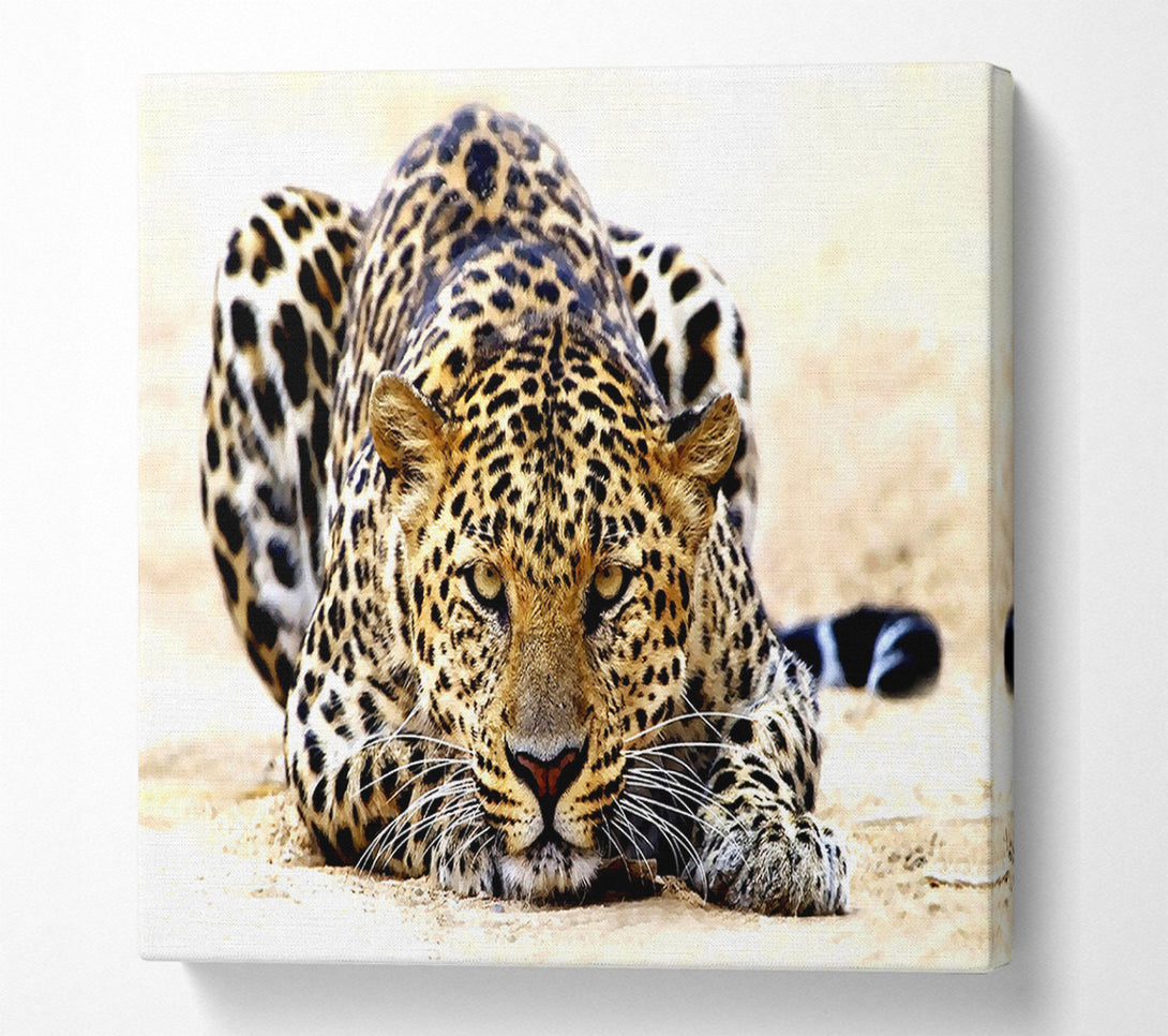  A Canvas Print of Leopard Staring Canvas Art