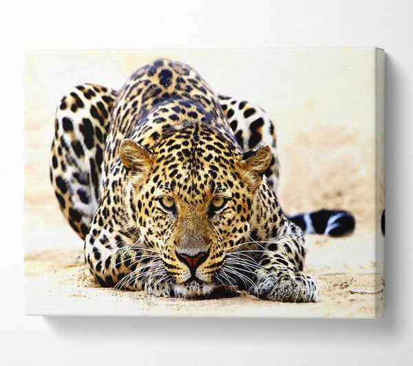  A Canvas Print of Leopard Staring Canvas Art