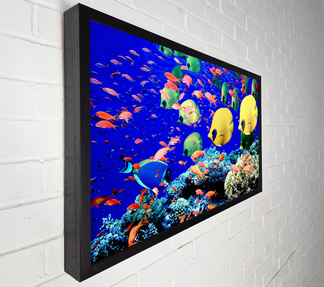  A Canvas Print of Life Below The Red Sea Egypt Canvas Print