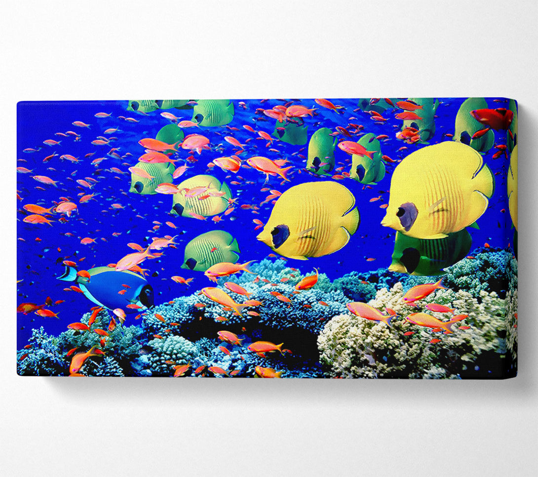  A Canvas Print of Life Below The Red Sea Egypt Canvas Print