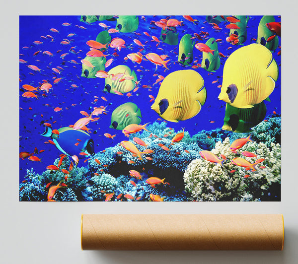 Life Below The Red Sea Egypt Giclee Print