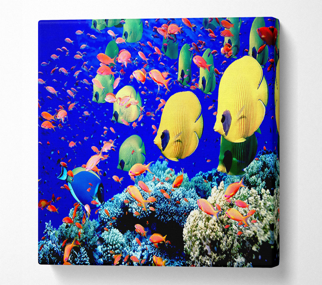  A Canvas Print of Life Below The Red Sea Egypt Canvas Print